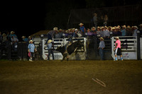 BLUEDOG, LYNDONDSC_2984.JPG
