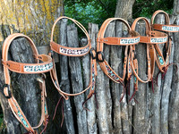 IMG-4620