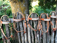IMG-4621